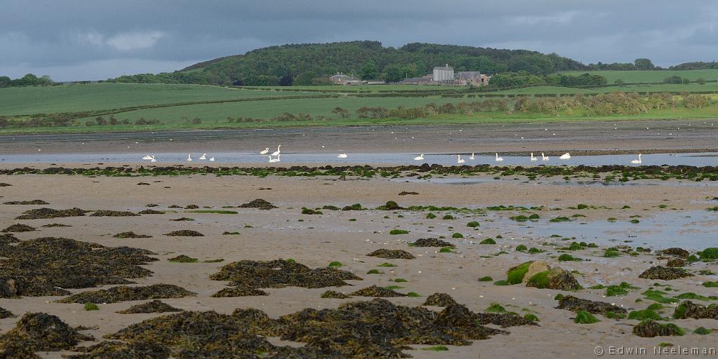 ENE-20120612-0201.jpg - [nl] Budle Bay, Northumberland, Engeland[en] Budle Bay, Northumberland, England